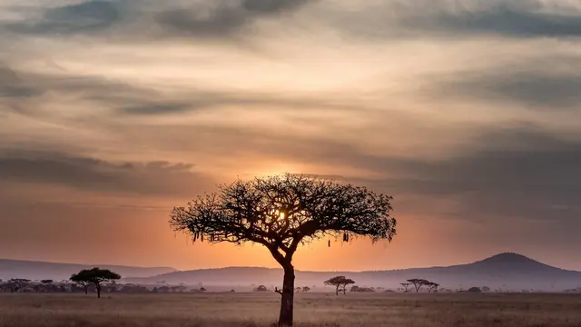 A lone acacia on a wide plain under a dusky pink sky