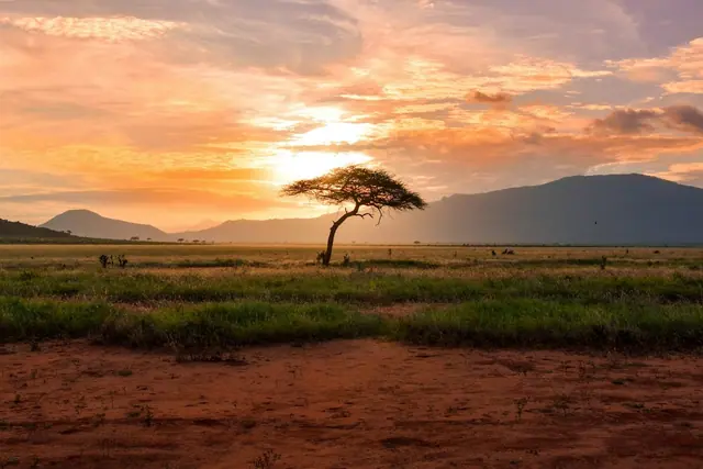 A lone tree on green grass and red earth at sunset