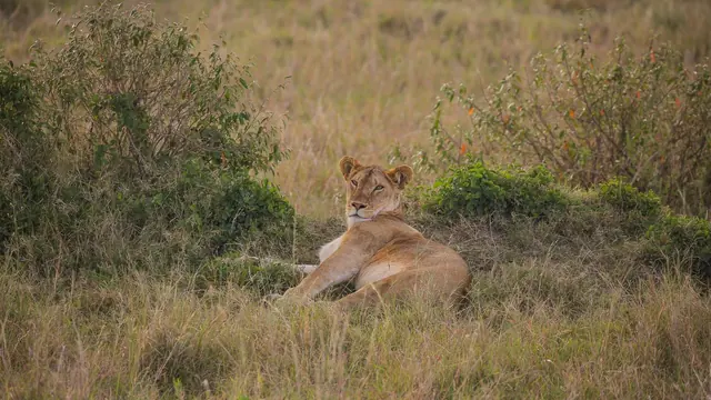A lioness resting in dry savanna grass among bushes