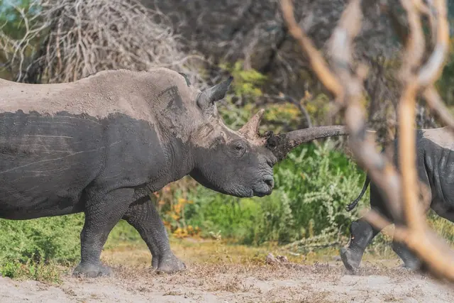 A rhinoceros walking through dry bush on sandy ground
