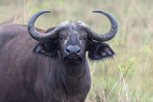 Front portrait of a Cape buffalo with heavy curved horns