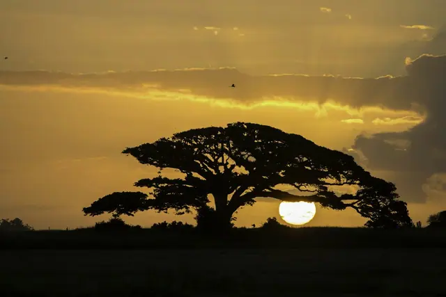 A wide acacia silhouette with the sun setting behind it