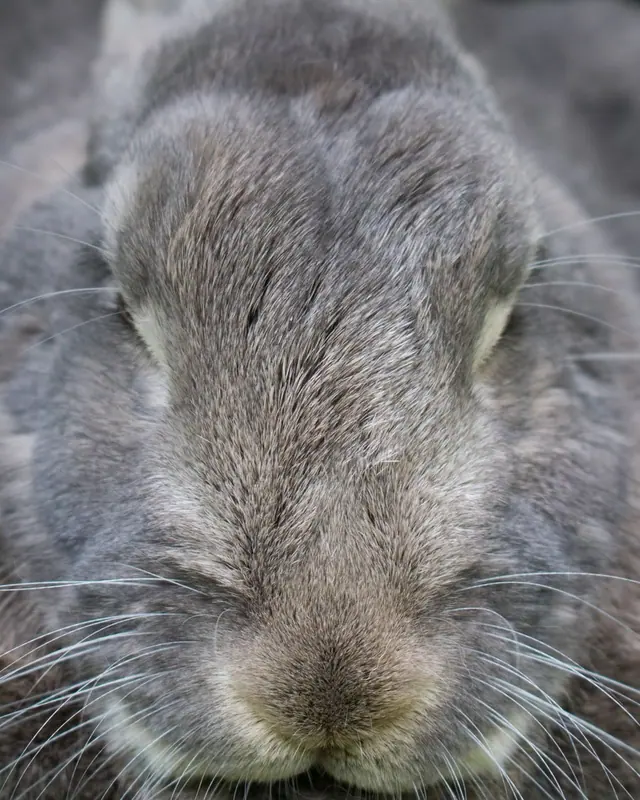 Close view of a grey rabbit face with soft fur