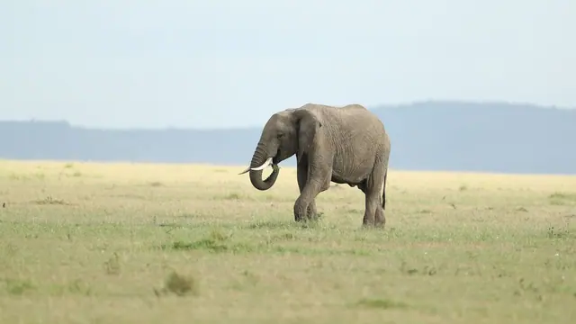 A lone African elephant walking across open green grassland under a pale sky