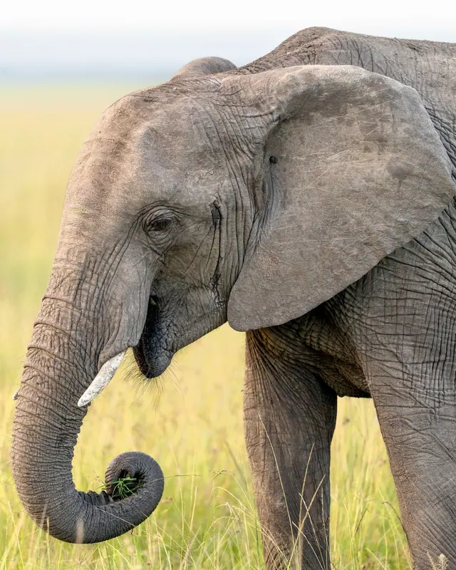 Close view of an African elephant lifting grass with its trunk