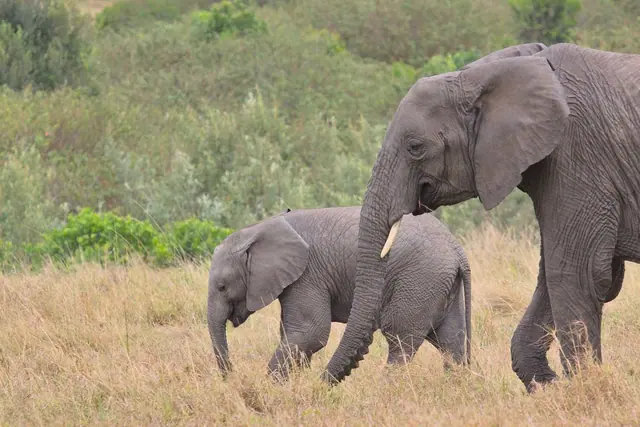A mother elephant walking beside her calf across dry brown grass