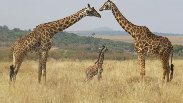 Two adult giraffes and a calf in dry yellow grass