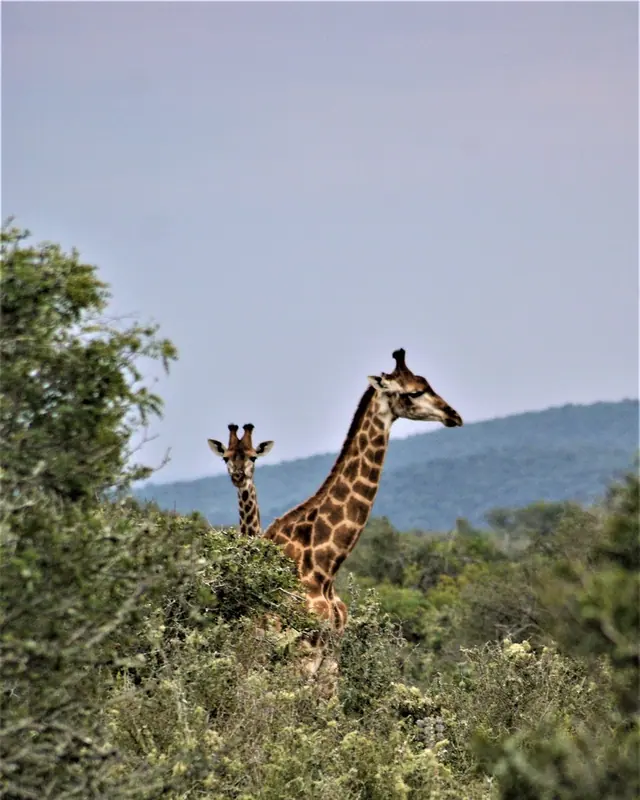 A giraffe head and neck rising above green bushes with hills behind