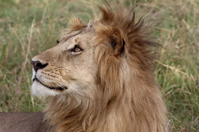 Close portrait of a male lion in profile with a thick golden mane