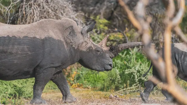 A rhinoceros walking through dry bush on sandy ground