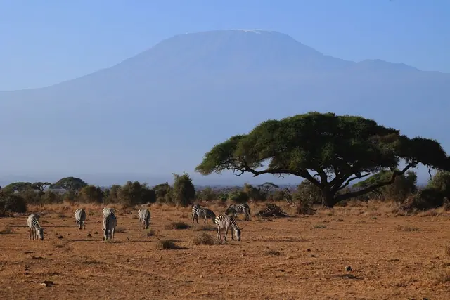 A broad acacia tree on dry plain with Mount Kilimanjaro and distant zebras