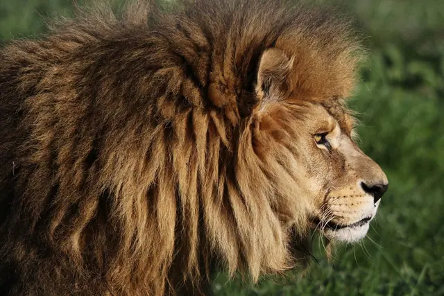 Side profile of a maned lion against dark green grass
