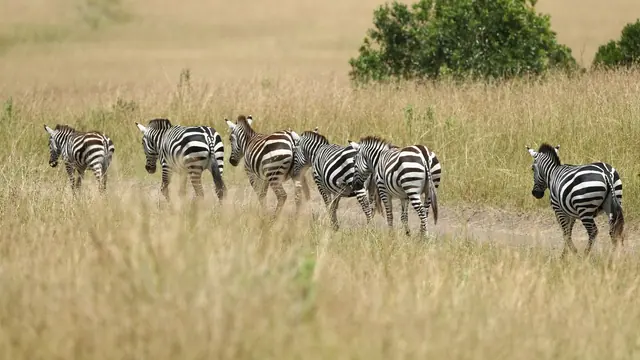 A herd of zebras walking through tall dry grass