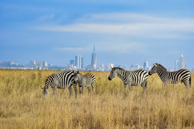 Zebras grazing on yellow grass with the Nairobi skyline behind