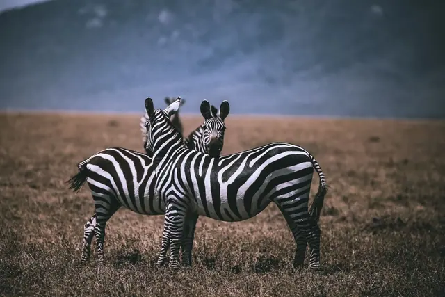 Two zebras standing close together on a brown plain